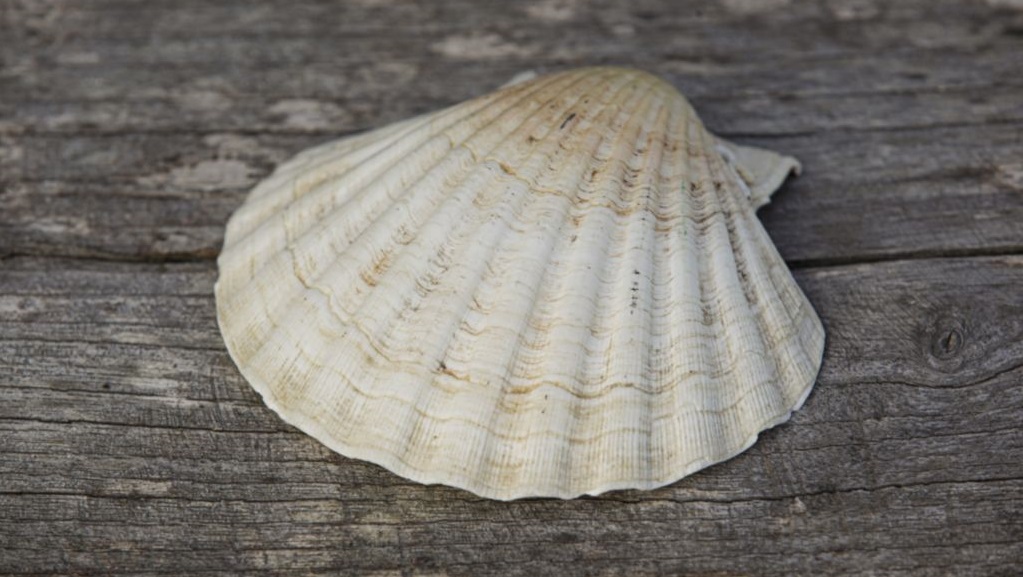 Pilgerbegleitung