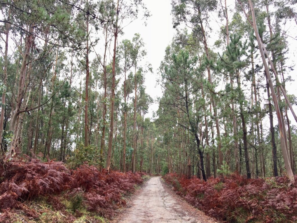18.10.2019 – Camino Portugués 9. Tag